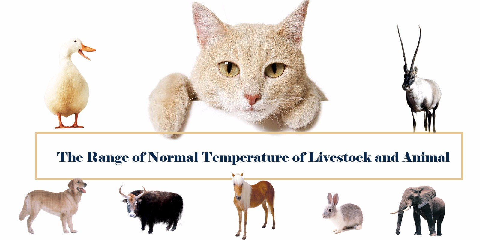 The Range of Normal Temperature of Livestock and Animal